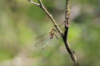 Somatochlora metallica