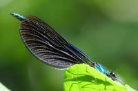 Calopteryx virgo