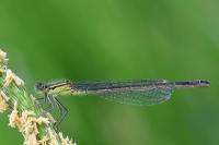 Ischnura elegans