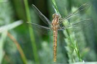 Orthetrum brunneum