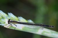 Ischnura elegans