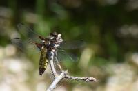 Libellula depressa