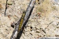 Orthetrum cancellatum