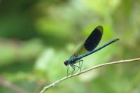 Calopteryx splendens