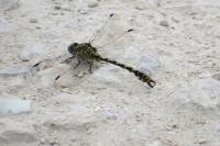 Onychogomphus forcipatus
