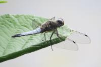 Libellula fulva