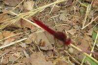 Crocothemis erythraea