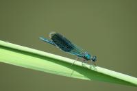 Calopteryx splendens
