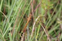 Orthetrum coerulescens
