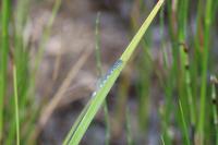 Coenagrion mercuriale