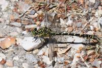 Onychogomphus forcipatus