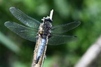 Libellula fulva