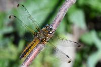 Libellula fulva