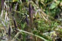 Onychogomphus forcipatus