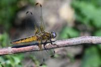 Libellula fulva