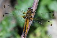 Libellula fulva