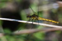 Sympetrum sanguineum