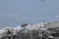 Orthetrum cancellatum