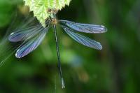 Chalcolestes viridis