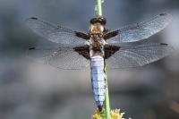 Libellula depressa