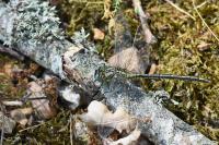Gomphus pulchellus