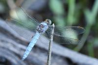 Orthetrum brunneum