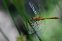 Sympetrum sanguineum