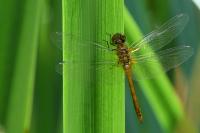 Sympetrum sanguineum