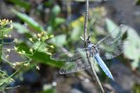 Orthetrum brunneum