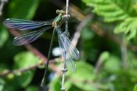 Chalcolestes viridis