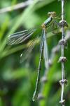 Chalcolestes viridis