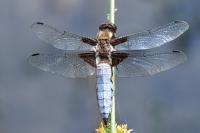 Libellula depressa
