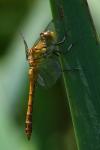 Sympetrum sanguineum