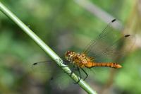 Sympetrum sanguineum