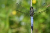 Orthetrum cancellatum