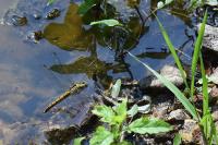 Orthetrum cancellatum