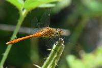 Sympetrum sanguineum