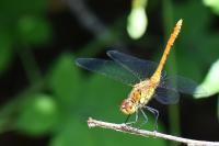 Sympetrum sanguineum