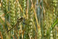 Orthetrum cancellatum