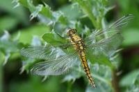 Orthetrum cancellatum