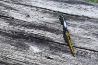 Orthetrum cancellatum