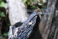 Libellula quadrimaculata