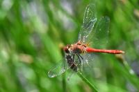 Sympetrum sanguineum