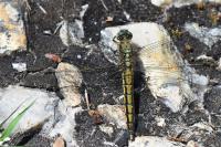 Orthetrum cancellatum