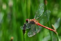 Sympetrum sanguineum