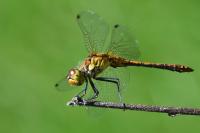 Sympetrum sanguineum