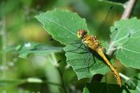 Sympetrum sanguineum