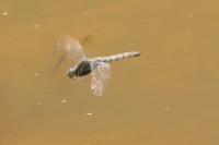 Orthetrum cancellatum