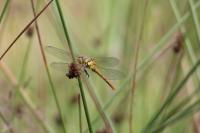 Sympetrum sanguineum