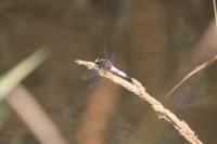 Libellula fulva